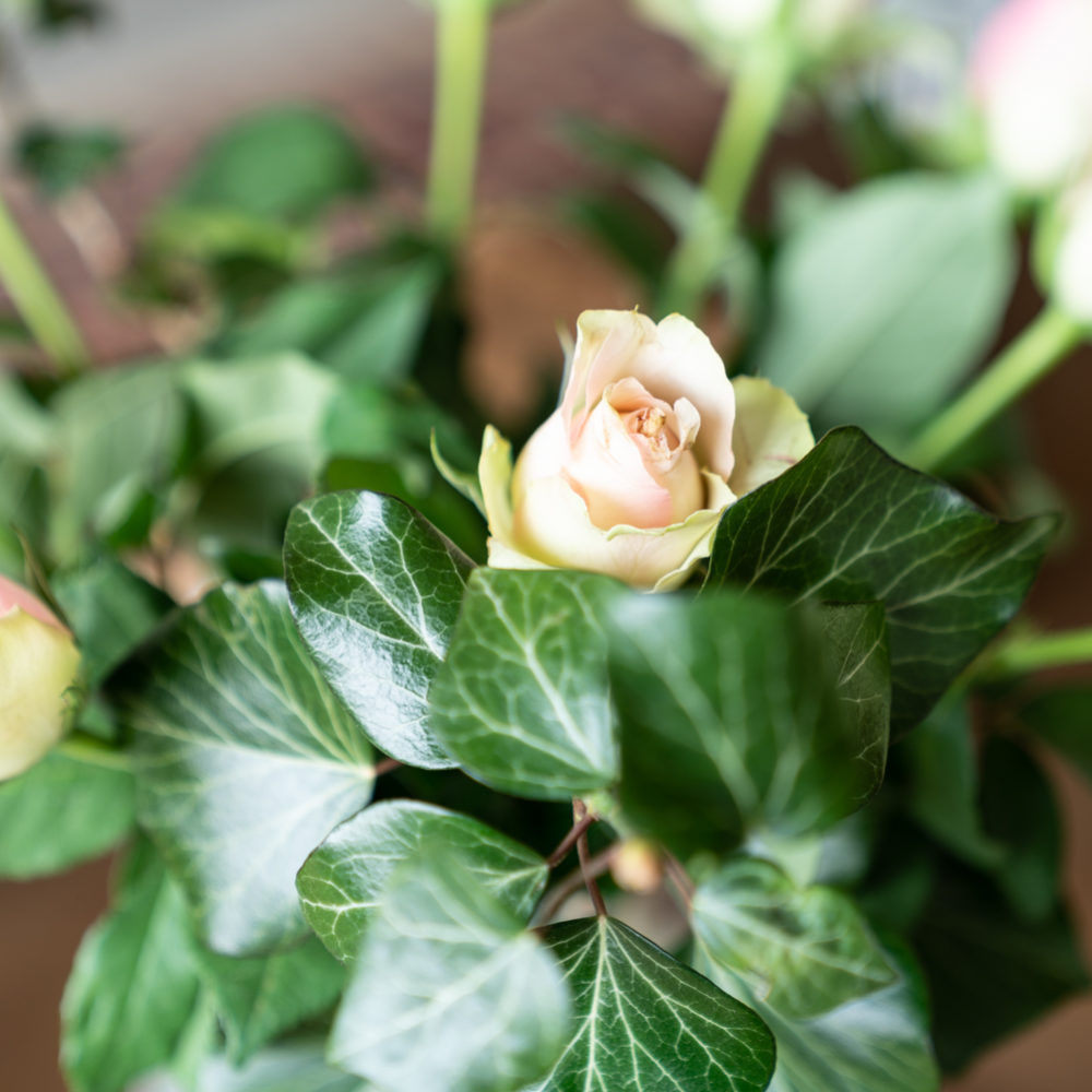 Blommor Marstrands Kurhotell